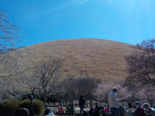 伊東の神事、山焼きの様子を伝える