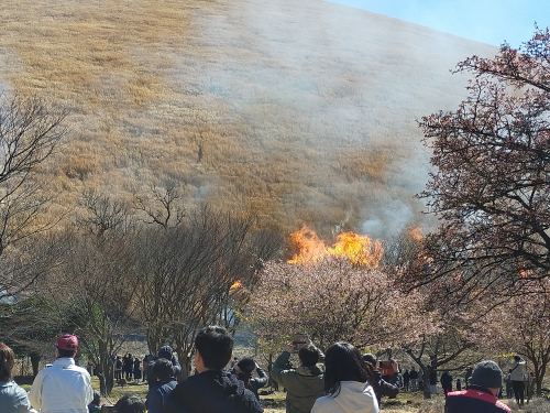 伊東の神事、山焼きの様子を伝える