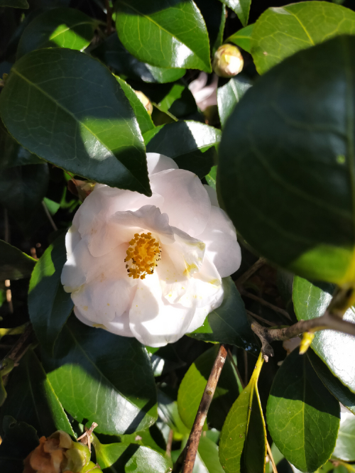 3月の伊東は桜だけではない。3月に入るとつばき祭りが小室山で始まる。