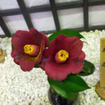 永楽