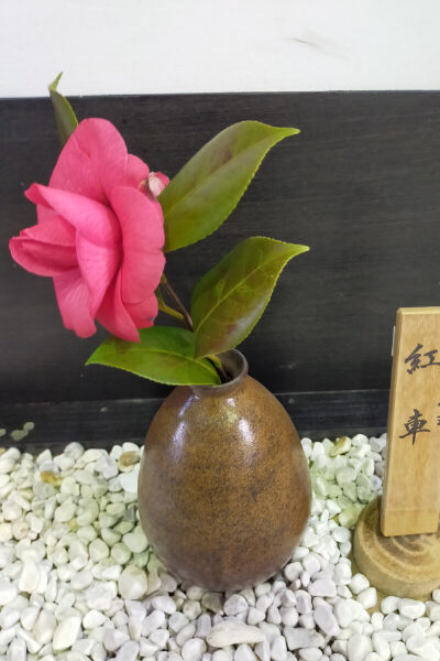 つばき_紅華