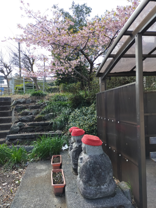 3月には、伊東小室桜・河津さくら
4月にはソメイヨシノも咲き乱れる