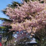 伊東小室桜