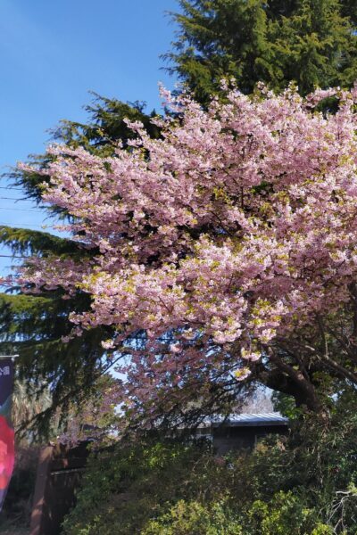 伊東小室桜