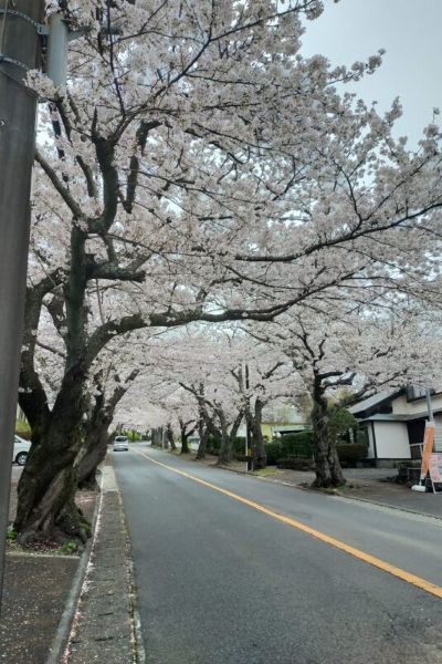 3月には、伊東小室桜・河津さくら
4月にはソメイヨシノも咲き乱れる