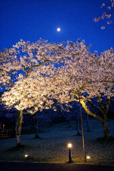 3月には、伊東小室桜・河津さくら
4月にはソメイヨシノも咲き乱れる
