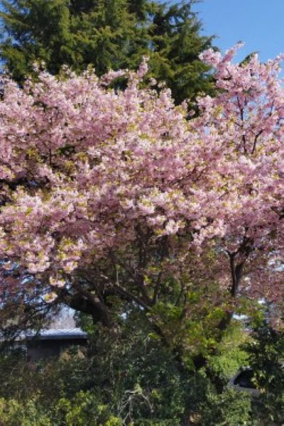 3月には、伊東小室桜・河津さくら
4月にはソメイヨシノも咲き乱れる