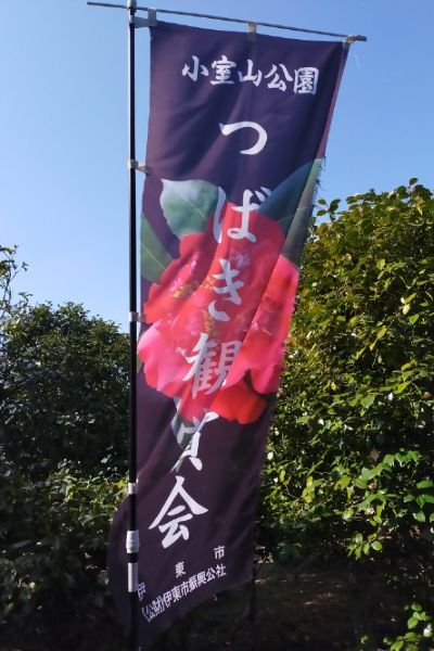 3月の伊東は桜だけではない。3月に入るとつばき祭りが小室山で始まる。