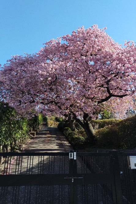 3月には、伊東小室桜・河津さくら
4月にはソメイヨシノも咲き乱れる